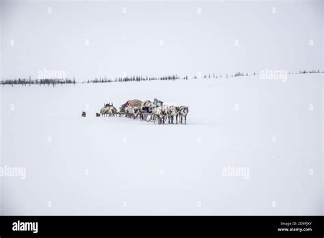 Nenets people migration with reindeers sleighs on a white snow landscape, Yamalo-Nenets ...