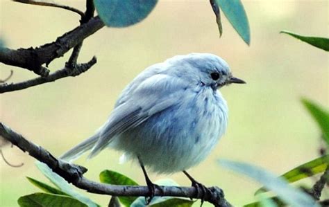 The Top 10 Rarest Birds in the UK