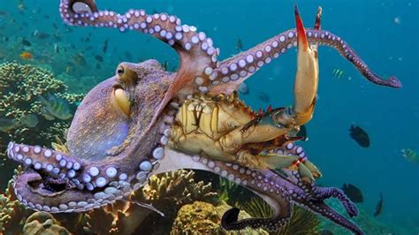 Discover The Incredible Abilities And Adaptations Of Octopus