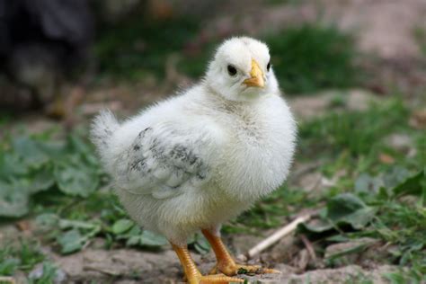 Free Images : sweet, cute, wildlife, beak, yellow, baby, feather, chicken, fauna, poultry, close ...