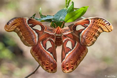 Live Canvas - Atlas Moth | Found this beautiful Atlas moth w… | Flickr