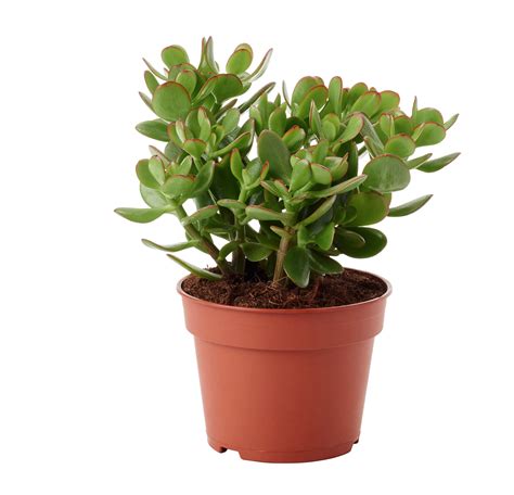 Crassula Ovata Jade | Red Square Flowers