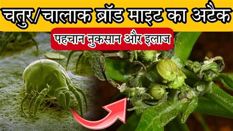 Mite Control in all crops/ ब्रॉड माइट कंट्रोल के लिए बेस्ट insecticide ...