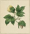 Gossypium herbaceum - Wikimedia Commons