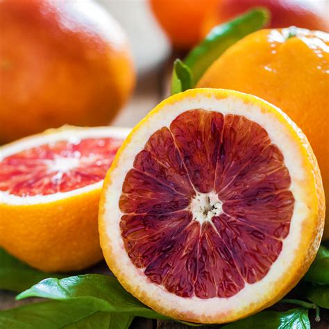 Citrus Orange Tree 'Blood Orange' 13" Pot - Hello Hello Plants & Garden Supplies
