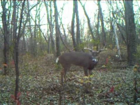 Big Buck on my Trail Camera! Whitetail Deer! - YouTube