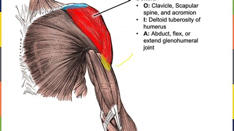 Appendicular Muscles Labeled