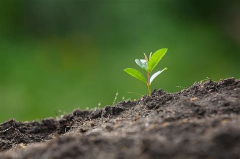 Free Photo | Close up picture of the sapling of the plant is growing