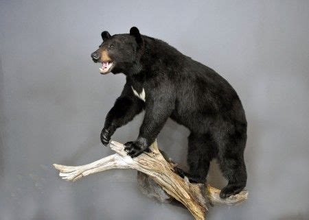 Taxidermy Display, Taxidermy Mounts, Bear Mounts, Mounted Archery, Log ...