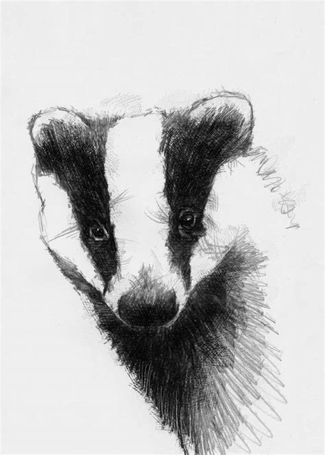 British badger | | SeanBriggs