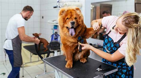 Pet and Dog Grooming School | Penn Foster