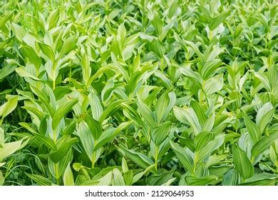 7,166 Alkaloid plants Images, Stock Photos & Vectors | Shutterstock