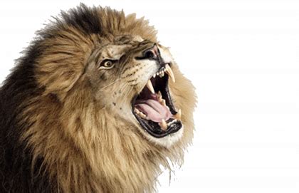 Lion PNG Images Transparent Free Download | PNGMart.com