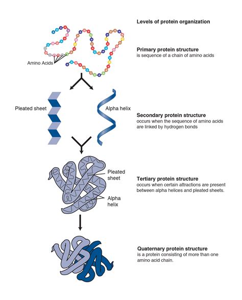 What is a peptide? Peptides: the first piece of the puzzle