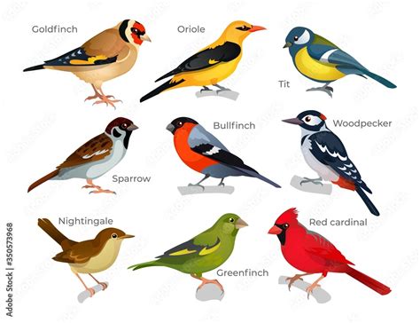 Set of various birds types with inscription vector illustration. Oriole ...