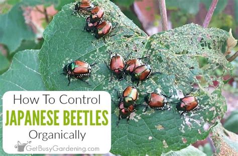 How To Control Japanese Beetles Organically - Get Busy Gardening