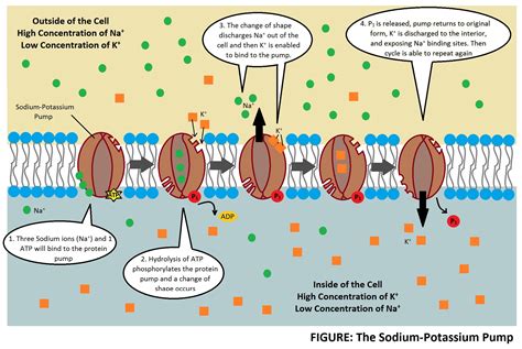 Sodium Potassium Pump Mechanism