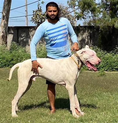 World's Biggest Bully Kutta Dog! A Dangerous Beast From the East ...