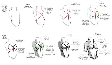 Female Chest (non-offical) by lwyn on DeviantArt