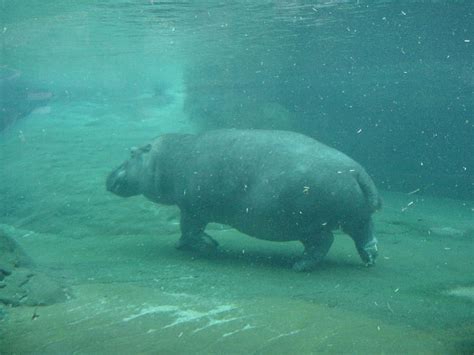 Hippo, zoo, underwater, waterpig, HD wallpaper | Peakpx