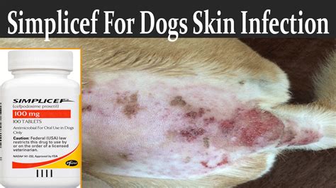 Simplicef For Dogs Skin Infection | Best Canine Antibiotic