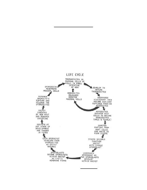 Figure 2-6. Life cycle of Isospora belli. - Parasitology II