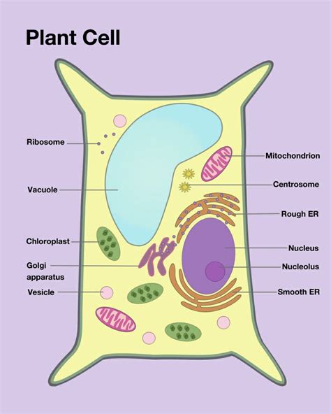 Posterazzi: Plant Cell Rolled Canvas Art - Spencer SuttonScience Source ...