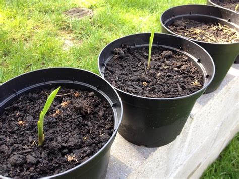 Crocosmia 'lucifer' in the Bulbs forum - Garden.org