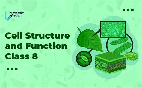 What Is Cell Structure And Its Function - Infoupdate.org