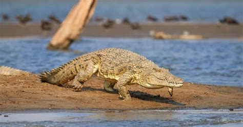 Discover the Incredible Desert Crocodiles that Live in the Sahara - A-Z Animals