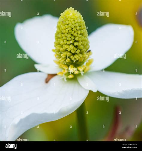 The white flower of a houttuynia cordate plant Stock Photo - Alamy