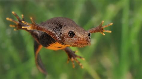 Species Showcase – The smooth newt - DU Waterscapes