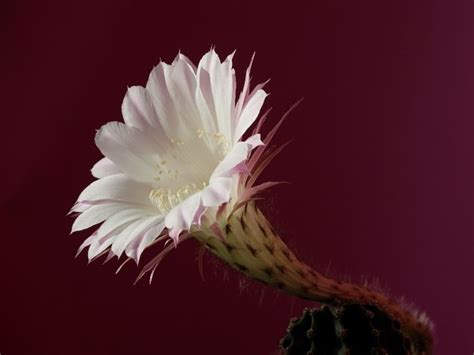 How Often Does A Cactus Flower Bloom? - CactusWay