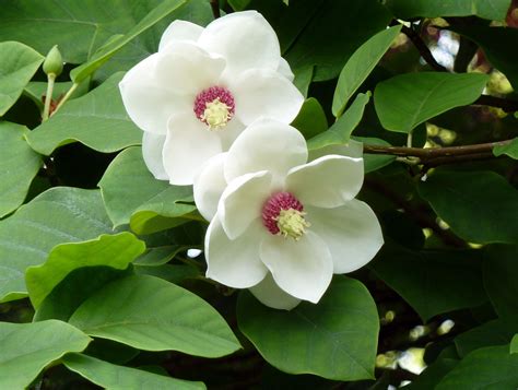 Magnolia sieboldii: National Flower of North Korea | Meaning of the ...