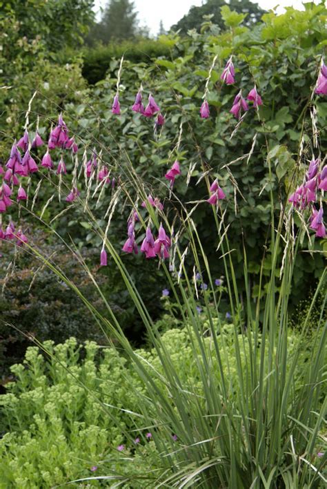 Dierama - Alchetron, The Free Social Encyclopedia