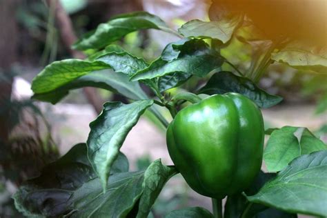 Bell Pepper Growing Tips, Techniques, Ideas, Secrets | Gardening Tips