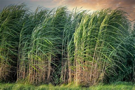 Will perverse policy send sugarcane up in smoke? - Australian Farm Institute