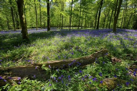 Bluebell Forest UK | Rolling View