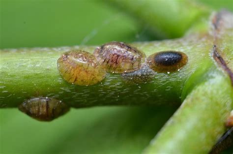 What Is Armored Scale: Identifying Armored Scale Insects On Plants - Dummer. ゛☀ - Garden Manage ...