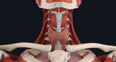 Anatomy of the thyroid | Complete Anatomy