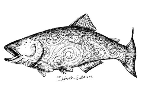 Chinook Salmon Art Print / Salmon Art / Salmon Drawing / - Etsy Canada in 2023 | Salmon drawing ...