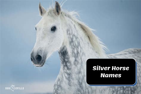 300+ Silver Horse Names: Reveal Your Equine's Perfect Match