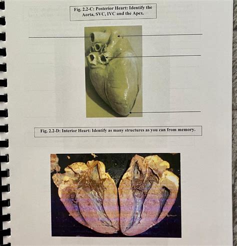 Solved Activity 2.2-D: Animal Heart Dissection NOTE: Read | Chegg.com