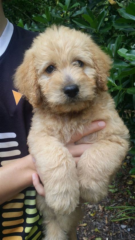 What a handsome little 7 week old Labradoodle Puppy, F1! | Labradoodle ...