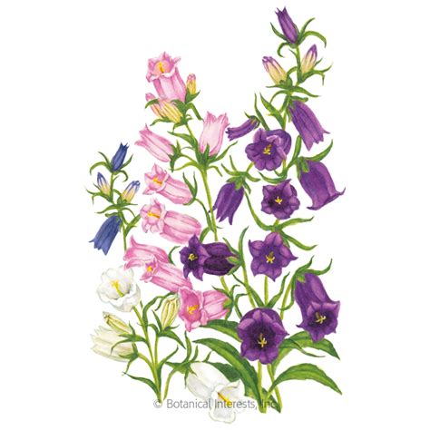 Canterbury Bells, Storybook Blend Canterbury Bells Seeds – Heirloom ...