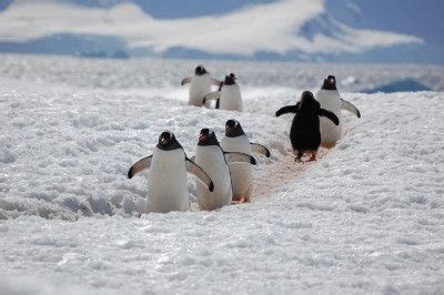 Gentoo Penguin Facts | Gentoo Penguins Diet & Habitat