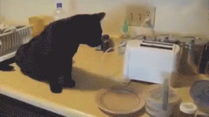 猫トースト GIF - Cat Toaster - Discover & Share GIFs