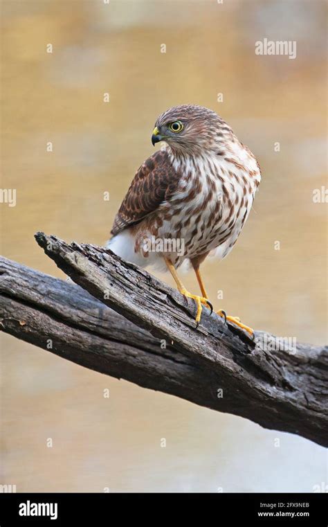 Juvenile sharp-shinned hawk Stock Photo - Alamy