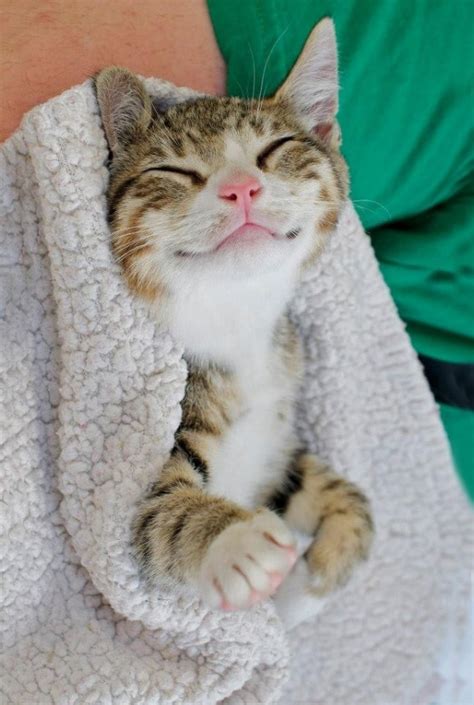 95 Of The Smiliest Cats On The Internet | Bored Panda