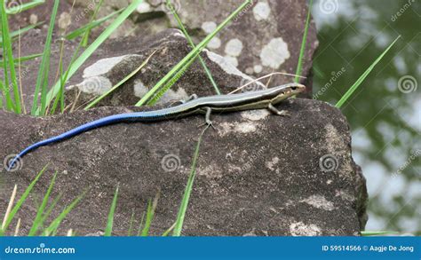 Japanese Five Lined Skink With Blue Tail Stock Photography | CartoonDealer.com #59514566